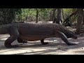 KOMODO DRAGON