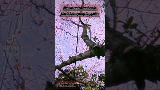 Download lagu Status WhatsApp 30 detik ukulele mp3