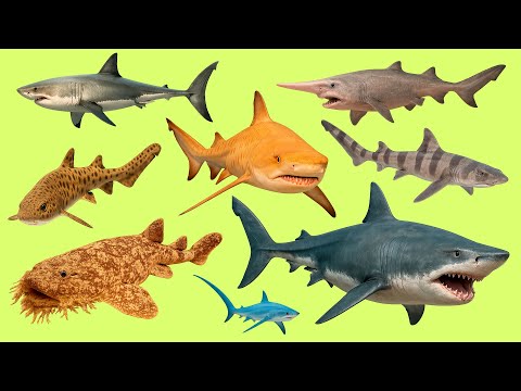 Learn 25 Shark Names in English 🦈 | Repeat with Audio & Have Fun!