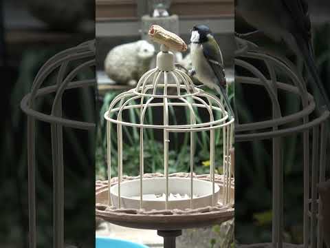 バードドリンカー：あなたの庭に鳥を引き寄せるにはどれを選びますか？  庭園