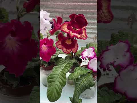 Product video