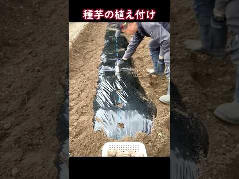  2023 年のジャガイモの植え付け時期は?それらをどのように選択すればよいでしょうか?正しく行うための簡単なヒント!  庭園