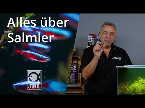 JBL TV #63 Salmler im Aquarium I Steckbrief