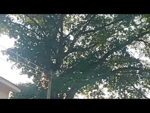 Antañona ceiba en el umbral de Santa Ana Huista