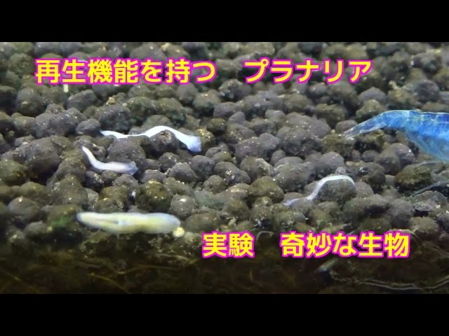 プラナリアってどんな生き物 駆除の方法から飼育方法まで メダカの飼育 飼い方を知ろう アクアリウムなら大分めだか日和