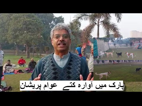 Stray dogs in parks | Amin Hafeez