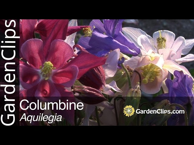 Video de pronunciación de aquilegia en Inglés