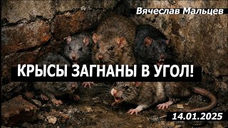 Крысы загнаны в угол