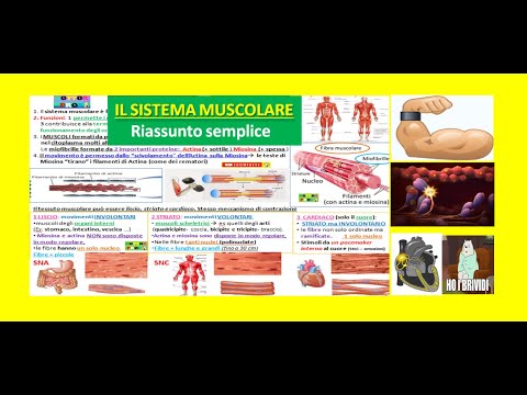 💪IL SISTEMA MUSCOLARE 1: funzioni, muscoli, tessuto muscolare liscio striato e cardiaco