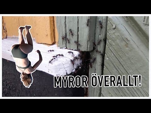 Myror överallt!
