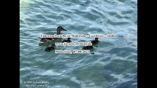 Entennachwuchs in Malcesine Gardasee – Italien