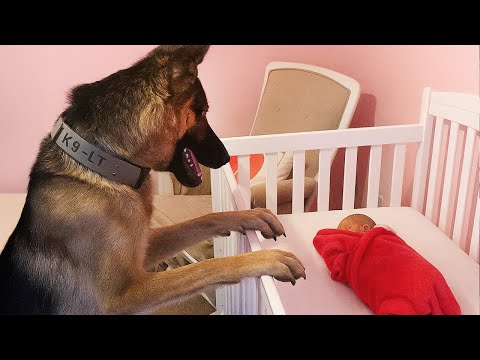 Un chien ne peut retenir son émotion lorsqu'il rencontre sa petite sœur pour la première fois.