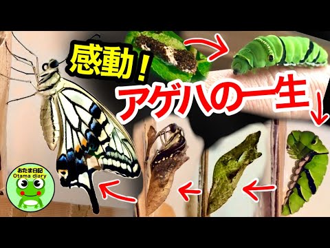 蝶はどのように生まれるのか