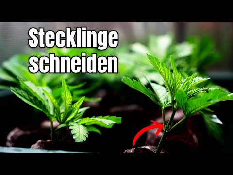 STECKLINGE SCHNEIDEN UND NIE WIEDER SAMEN KAUFEN