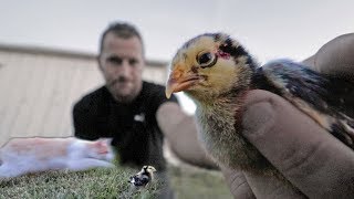 This chick was TAKEN by our barncat