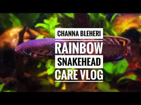 Channa bleheri Rainbow Snakehead care vlog