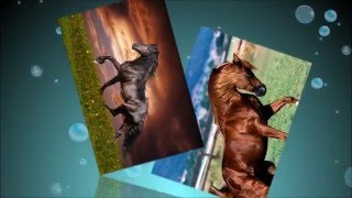 Лошадь фото картинки