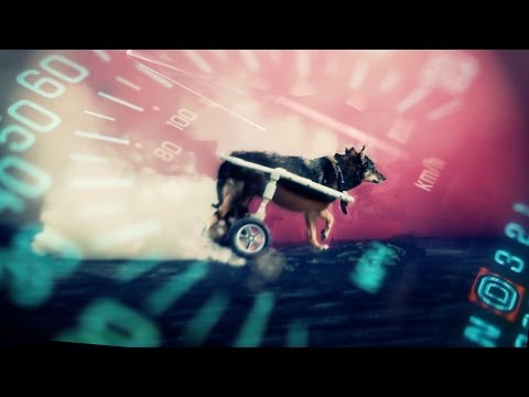 Paralyzed dog rescue transformation - save a life or buy a car