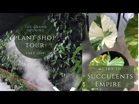 Plant Shop Tour Giant Living Wall/ Rare Plants at Succulents Empire