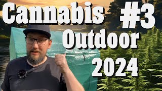 Cannabis Outdoor growen 2024: Kleine Planänderung! Sicherung und Düngen