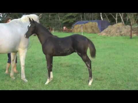 Don Index-Frenchman colt * 2013 for sale