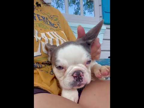 Video 3