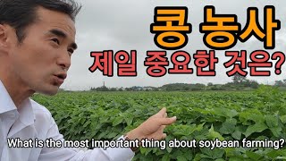 이것이 콩 농사 전부 입니다! What is the most important thing about soyb…