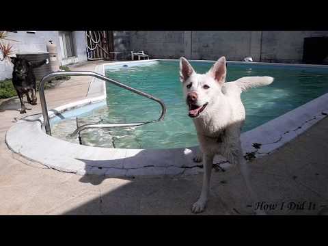 YouTube video about: How to get dog hair out of pool?