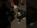 Tuxedo Cat Gets Sucker Punched Shorts Meme Funny Cat Fight