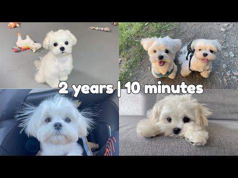 MY DOGS 2 YEARS IN 10 MINUTES ❤️ CUTEST MOMENTS #maltese #puppy