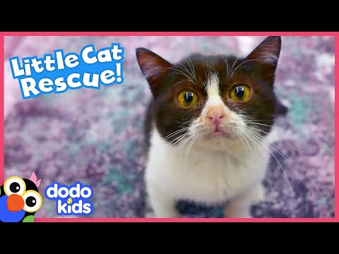 Tiny Cat Overcomes Vet Emergency And Finds A New Way To Say Thank You | Rescued! | Dodo Kids