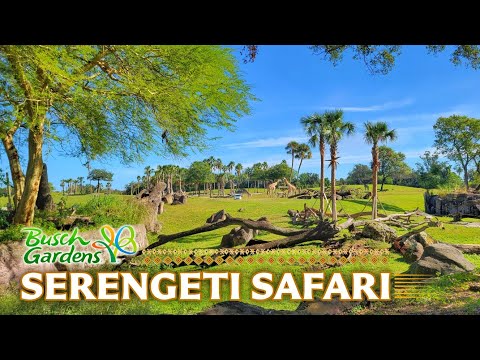 Video: Zoo Tours: Serengeti Plain & Safari | Busch Gardens Tampa Bay