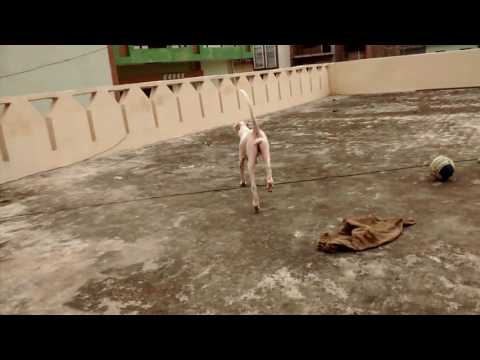 Pakistani female very dangerous very much active dog