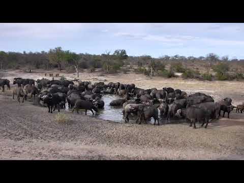 Djuma: Breeding herd of African Buffalo - 10/23/18