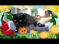 The Amazing World Baby Tv Black Cat