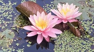 Growing Wild Water Lily from Seeds
