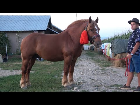 Armasarii lui Andrei de la Danestii Chioarului, Maramures - 2020 Nou!!!