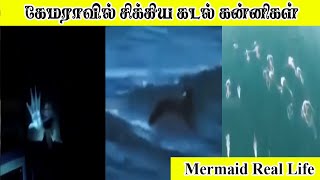 Download lagu கேமராவில் சிக்கிய கடல் கன்னிகள் | Mermaid Real Life Tamil Galatta Fact Mystery | Zenus Views mp3 Download lagu கேமராவில் சிக்கிய கடல் கன்னிகள் | Mermaid Real Life Tamil Galatta Fact Mystery | Zenus Views mp3