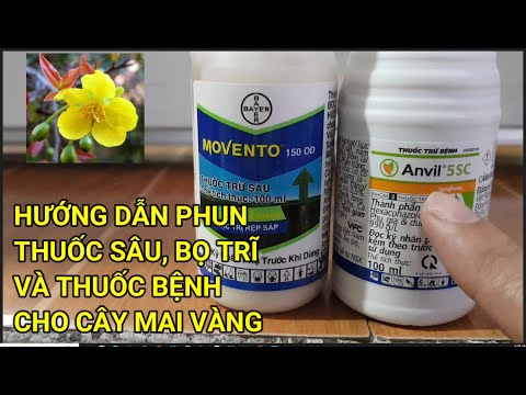 🔴 QBS23397 - THUỐC SÂU VÀ THUỐC BỆNH CHO CÂY MAI VÀNG | HƯỚNG DẪN PHUN THUỐC SÂU BỆNH CHO CÂY MAI
