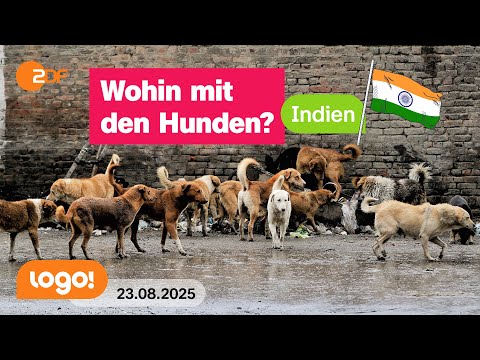 This is what's supposed to happen to the street dogs in India | logo! news from August 23, 2025