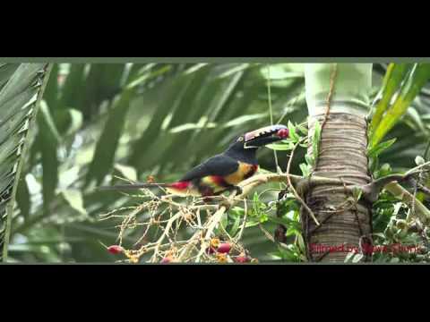 Collared Aracari