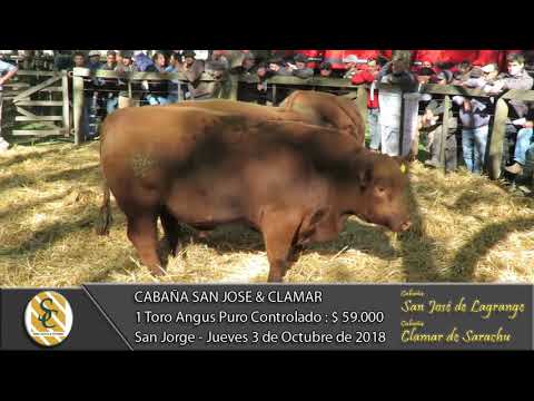 03-10-18 Venta de Toros Angus P.C. - Cabaña San José y Clamar - San Jorge
