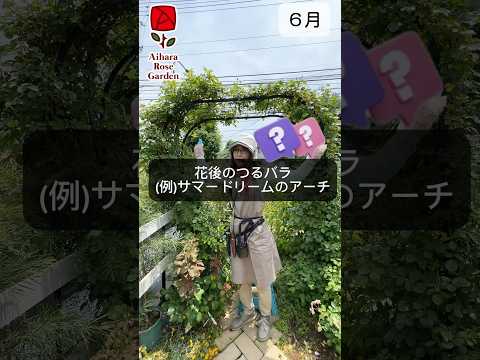 つるバラ「ジャスミナ」 植物