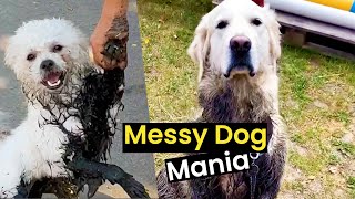 Messy Dog Mania