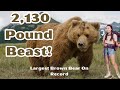 Clyde the Kodiak Bear: Biggest  Bear In The World