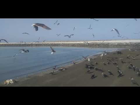 Seeb Beach View | Abiha and Fiza |