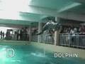 D Is For Dolphin