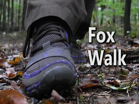 3rd YouTube video about how far can a fox run into the woods