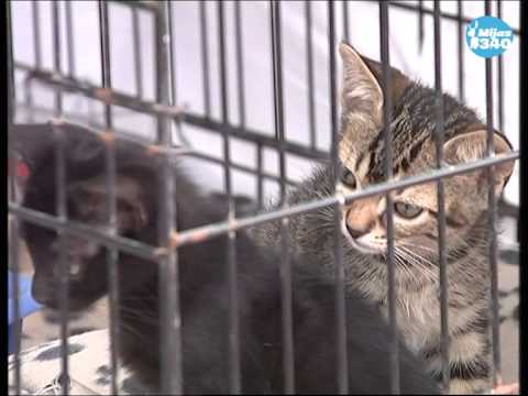 El domingo 31 de mayo, llega el noveno Día de la Mascota de Hecho en Mijas.