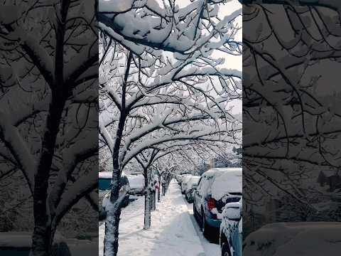 Así amaneció en nueva York 🗽 domingo 14 de diciembre 2025